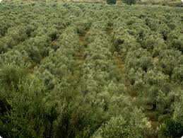 Image result for Olea