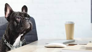 Some of its pet food brands include purina pro plan, purina dog chow, friskies, beneful and purina one. The 12 Most Dog Friendly Companies In America Inc Com