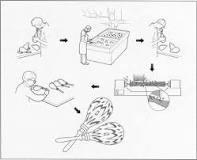 Image result for what is a maraca made out of