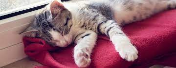 Revealed How Long Do Cats Sleep Purina