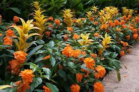 Image result for Crossandra