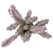 Image result for Huernia procumbens