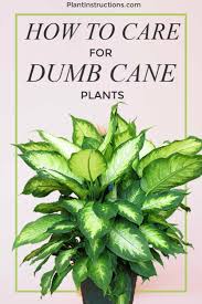 How To Care For Dumb Cane Plants Dumb Cane Plant Plants House Plant Care