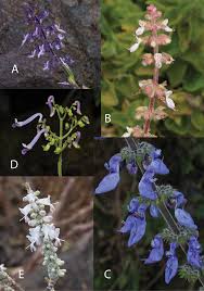 Image result for Coleus longipetiolatus