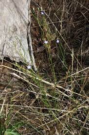 Receive alerts when new sightings are reported. Wahlenbergia Multicaulis Yarra Ranges Local Plant Directory