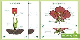 Label the simple plant anatomy diagram using the glossary of plant terms. Parts Of A Plant Labelling Resource