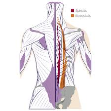 The human back, also called the dorsum, is the large posterior area of the human body, rising from the top of the buttocks to the back of the neck. Back Muscles Anatomy Of Upper Middle Lower Back Pain In Diagrams Goodpath
