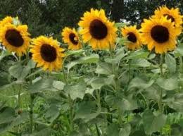 Jenis bunga begonia hanya butuh cahaya matahari yang rendah, sehingga membuat jenis bung aini cocok ditanam dalam ruangan. Menanam Bunga Matahari Dalam Pot Faunadanflora Com