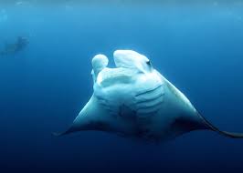 We'll be exploring the mysteries of ancient egypt, shedding light on the dark ages of medieval europe and examining the first and second world wars. 30 Best Nature Documentaries Of All Time Stacker