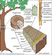 Angiosperm Tree Vascular System Plant Science Teaching Plants Biology Plants