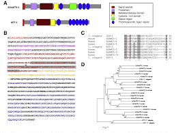 C. elegans ADAMTS ADT-2 regulates body size by modulating TGFβ signaling  and cuticle collagen organization.