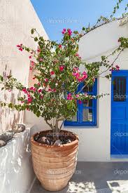Da noi troverai una vasta scelta di piante di grasse tra succulenti e spinose!. Scarica Vaso Greco Tradizionale Con Bouganville Isola Di Santorini Grecia Immagini Stock 13442861 Bougainvillea Vasi Da Fiori Fioriera