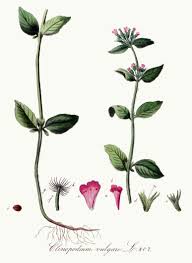 Image result for Clinopodium uhligii