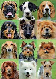 Von deutscher adler16/12/201916/12/2019hinterlasse einen kommentar zu süß. Educa 9217963 Susse Hunde