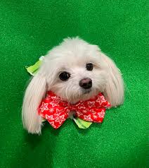 Ruby's alumni character in wrapping paper photo