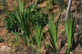 Image result for Gladiolus microspicatus