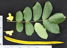 Image result for Markhamia obtusifolia