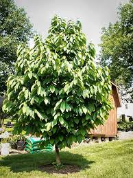 High in protein, vitamins, and minerals. 10 Uncommon Edible Trees And Shrubs That Will Transform Your Garden Into A Paradise Of Sustainability Pawpaw Tree Fruit Trees Paw Paw Tree