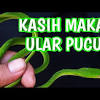 Kali ini kita akan membahas snake temple di malaysia yang terkenal akan banyaknya ular berbisa di dalam kuil tersebut. Https Encrypted Tbn0 Gstatic Com Images Q Tbn And9gcsq7fbcqte0stgybzmfqwg Uvcglsjf0zz S7cchbgnst5k7mek Usqp Cau