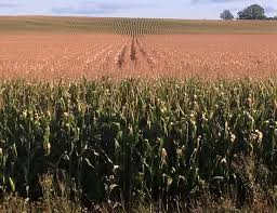 Harvesting Corn With Low Test Weight Field Crop News