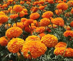 Image result for tagetes)