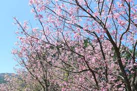 Places taipei, taiwan travel & transportationtour agencytour guide 陽明山花季. èŠ±éƒ½é–‹å¥½äº† 2020é™½æ˜Žå±±èŠ±å­£ ç²‰å«©æ«»èŠ±å·²é–‹7æˆ è³žèŠ±è³‡è¨Š äº¤é€šæ‡¶äººåŒ…å…¨åœ¨é€™ä¸€ç¯‡ Marie Claire ç¾Žéº—ä½³äºº