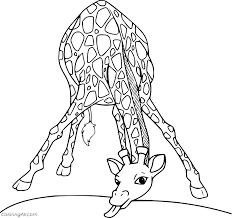 You can introduce the child to different animals in coloring pages on our website. Giraffe Trying To Drink Water Coloring Page Coloringall