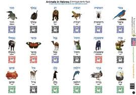 In short, we tried to include words about all the topics you can think of. Hebrew Animals Worksheets Teaching Resources Tpt