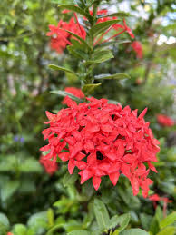 Image result for Ixora coccinea