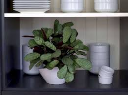 Prayer plants should be watered generously. Gardening 101 Prayer Plants Gardenista