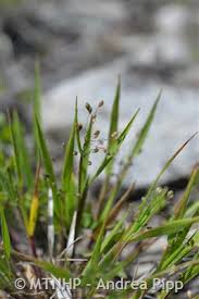 Image result for Panicum monticola