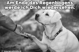 Labrador Zitate Und Sprüche