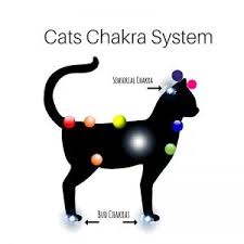 Working With Animal Chakras Humanity Healing Network