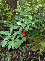 Image result for Synandrodaphne