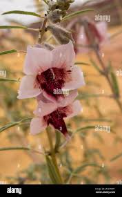 Image result for Sesamum alatum