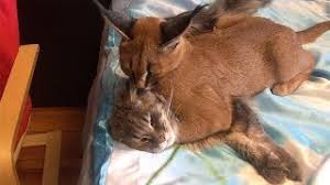 Submit listings from tcr's app. Family Live With Wild Caracal Cat Youtube