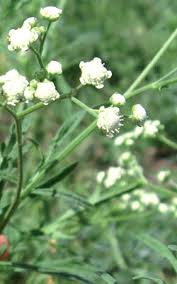 Image result for Parthenium