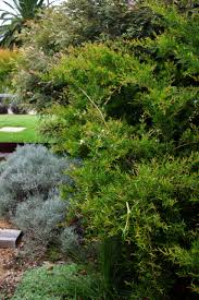 Image result for Leptospermum petersonii