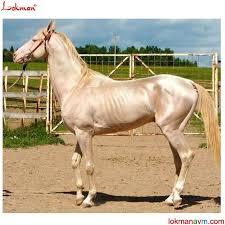 Asil Atlar Guzel Atlar Akhal Teke Atlar