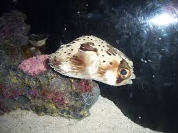 Sick Porcupine Puffer Saltwaterfish Com Forums For Fish Lovers