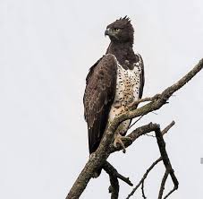 Martial Eagle African Wildlife Bald Eagle Eagle
