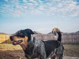 Maybe you would like to learn more about one of these? Everything You Need To Know About Training A Blue Heeler Dog Training Advice Tips