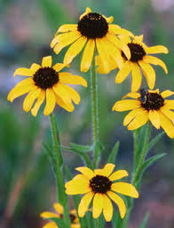 It normally grows in tallgrass prairies, along roadsides and at the edges of corn and soy fields. Missouri Coneflower Grow Native