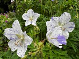 Meadow cranesbill ‘Splish Splash’