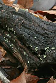 Image result for Chlorosplenium chlora