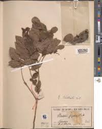 Image result for Bridelia scleroneura