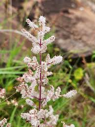 Image result for Tetradenia urticifolia