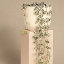 Image result for Ceropegia meyeri-johannis