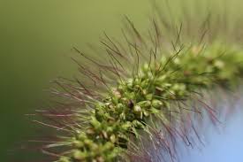 Image result for Setaria pseudaristata
