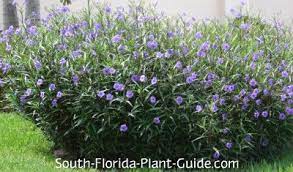 Ruella Ruellia Brittoniana Highly Decorative Ruella Or Mexican Petunia Produces Endless Violet Purple Flowers Tha Plants Florida Plants Purple Flowers Garden
